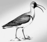 Орақтұмсық